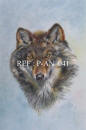 Grey Wolf