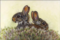 Rabbits
