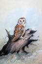 Barn Owl
