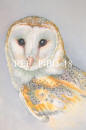 Barn Owl