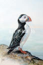 Puffin