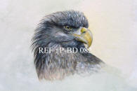 Sea Eagle