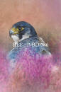 Peregrine