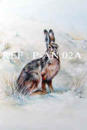 P-AN 02A Hare.jpg (48625 bytes)