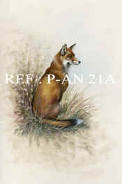 P-AN 21A Fox.jpg (45872 bytes)