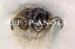 P-AN 31A Ram.jpg (62193 bytes)