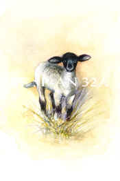 P-AN 32A Lamb.jpg (41371 bytes)
