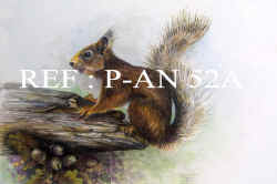 P-AN 52A Squirrel.jpg (56159 bytes)