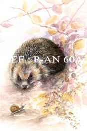 P-AN 60A Hedgehog.jpg (68286 bytes)