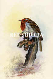 P-BD 03A  Robin Tap copy.jpg (84709 bytes)