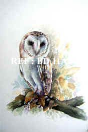 P-BD 11A  Owl copy.jpg (86042 bytes)