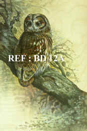 P-BD 12A  Owl copy.jpg (112209 bytes)