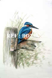 P-BD 23A  Kingfisher copy.jpg (82494 bytes)