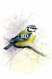 P-BD 31A  Blue Tit copy.jpg (46427 bytes)