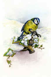 P-BD 33A  Blue Tit on Tap copy.jpg (84254 bytes)