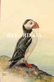 P-BD 43A  Puffin copy.jpg (61832 bytes)