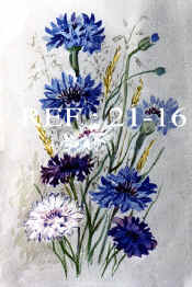 21-16  Cornflower.jpg (86959 bytes)
