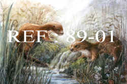 89-01  Otters.jpg (80007 bytes)