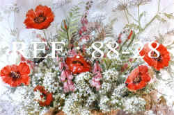 88-28  Poppies.jpg (99706 bytes)