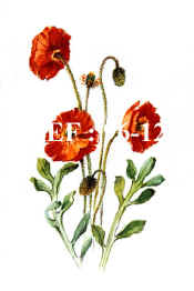 96-12  3 Poppies.jpg (51389 bytes)