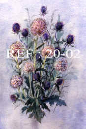 20-02 Thistles.jpg (95370 bytes)